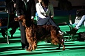 Crufts2011 020